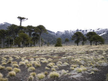 Trees on field against clear sky