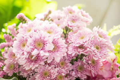 Close-up of pink flowers