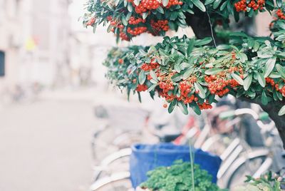 Close up of red flowers