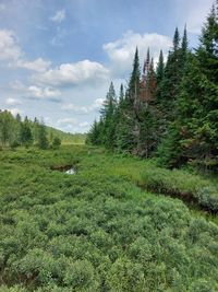 Trees on field against sky