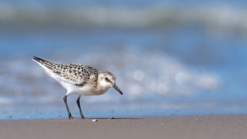 Side view of seagull on beach