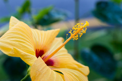 Close-up of yellow day lily blooming outdoors