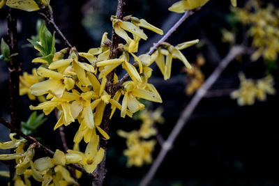 Close-up of yellow flowering plant