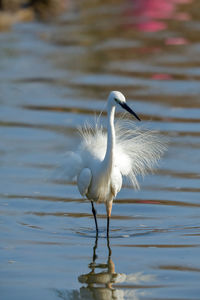 Bird in a lake