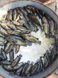 High angle view of fish for sale in market