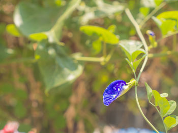 Close-up of petal against blurred leaves