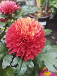 Close-up of pink dahlia blooming outdoors