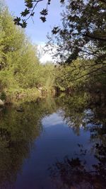 Reflection of trees in lake