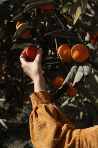 Close-up of hand holding orange