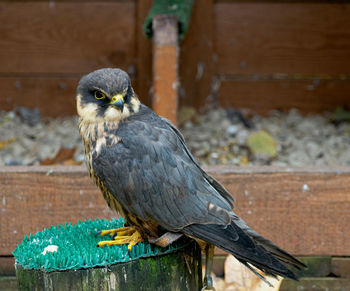 Close-up of bird perching on wood against wall