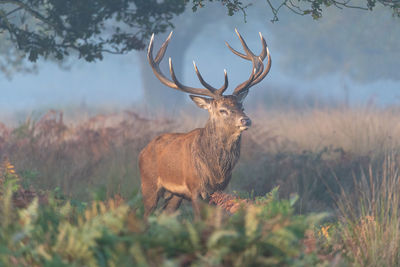 Stag standing on field