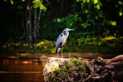 High angle view of gray heron perching on rock