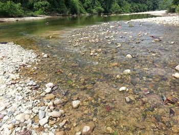 Scenic view of river by trees