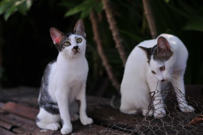 Close-up of cats sitting