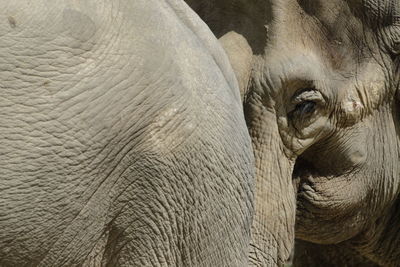 Close-up of elephant