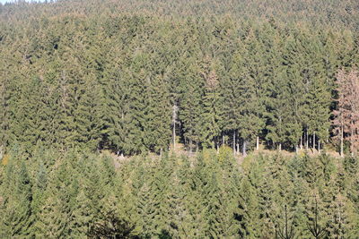 View of pine trees in forest