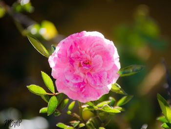 Close-up of pink flower blooming outdoors