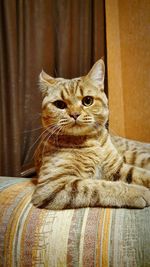 Close-up portrait of a cat