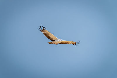 Low angle view of bird flying against clear sky