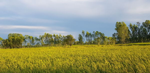 Scenic view of field against sky