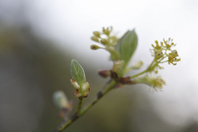Close-up of flowering plant