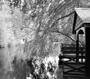 Trees by lake against sky