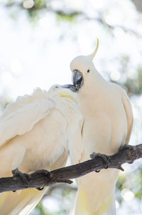 Sulphur crested cockatoo share a meal in the branches of eucalyptus tree. australian native birds.