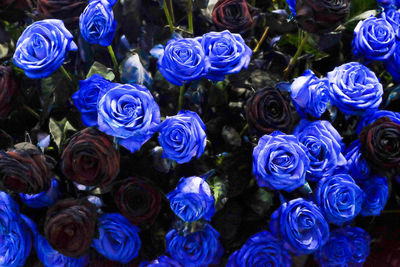 Close-up of multi colored roses