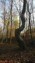 Trees in forest