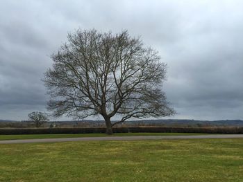 Bare tree on grassy field against cloudy sky