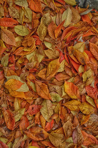 Full frame shot of dried autumn leaves