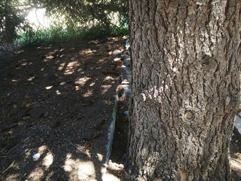 Close-up of tree trunk in forest