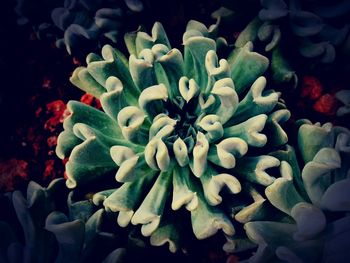 Close-up of cactus in water