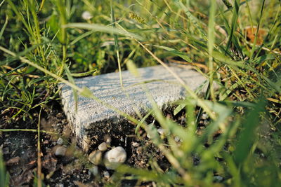 View of an animal on field