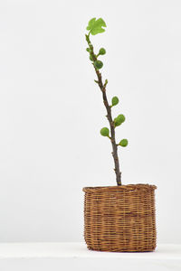 Close-up of wicker basket on table against white background