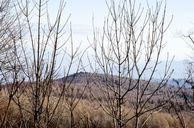 Bare trees against sky