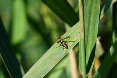 Close-up of insect on leaf