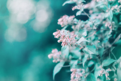 Close-up of pink cherry blossoms in spring