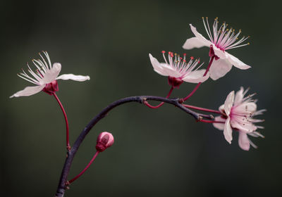 Close-up of pink flowers