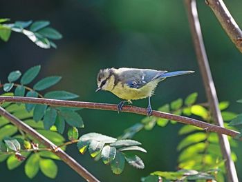 Bird perching on a branch