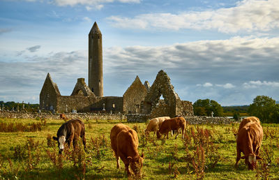 Horses in a field