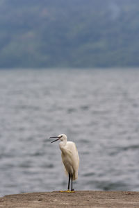 Bird perching on sea against sky