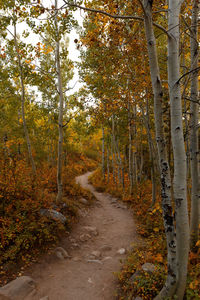 Footpath amidst trees in forest during autumn