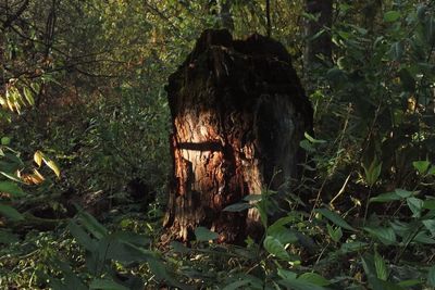 Trees growing in forest