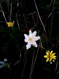 Close-up of white flowering plant