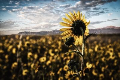Sunflower on field against sky during sunset