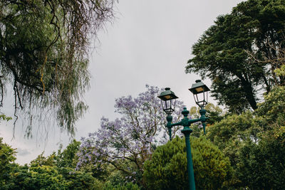 Low angle view of street light and trees against sky