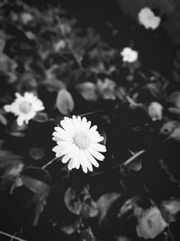 Close-up of white flowering plant