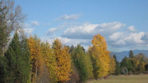 Scenic view of trees against cloudy sky