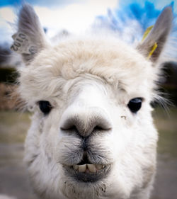 Close-up portrait of white sheep